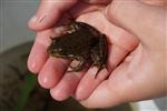 frog 