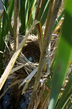 redwingblackbirdnest 