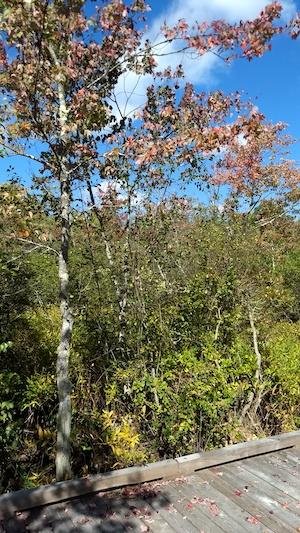 Maples changing colors 2 